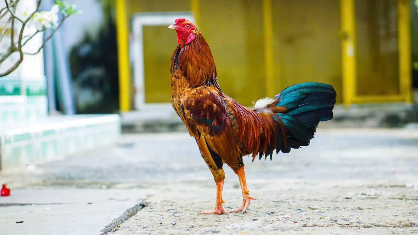 Giới thiệu chọi gà tre 68win